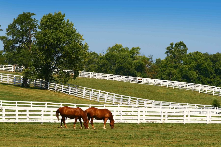 Horses peacefully grazing in the lush green fields of Kentucky Horse Park