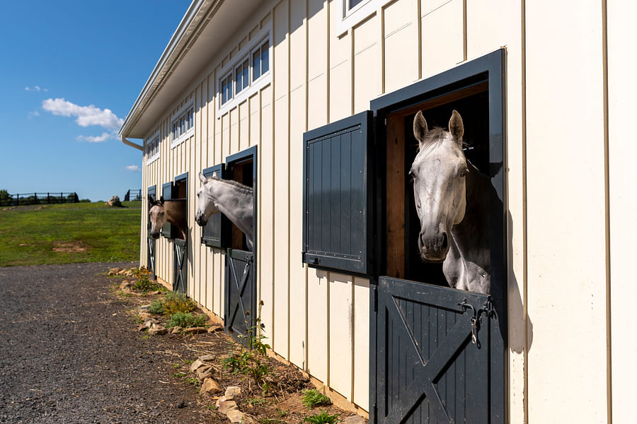 Beautiful horses grazing in a scenic farm in Middleburg, Virginia